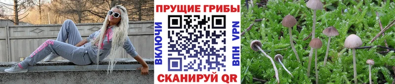 купить наркотик  Наволоки  Галлюциногенные грибы MAGIC MUSHROOMS 